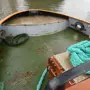 thumbnail-goed onderhouden ijsbreker/gemotoriseerde sleepboot <br>"Hugo Lentz"-11