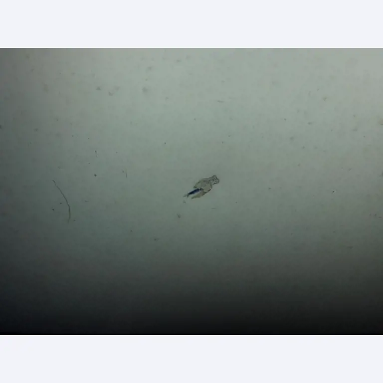 Moldes para painéis Peri Maximo<br><img src="/images/LogoStrasser.png"><br>-7