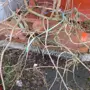 thumbnail-new and used groundscare machines<br>and power tools-2
