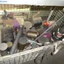 thumbnail-Metaalsnijmachines, lastechnologie, handgereedschap en andere activa-6