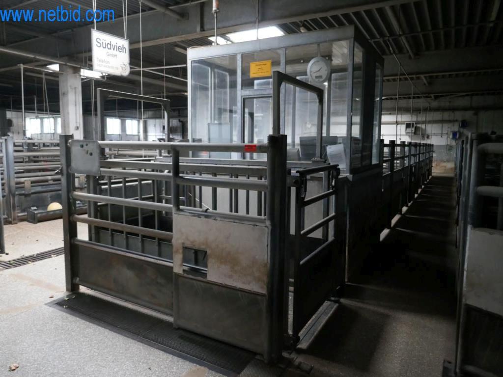 Estación de extracción de sangre de un matadero-1