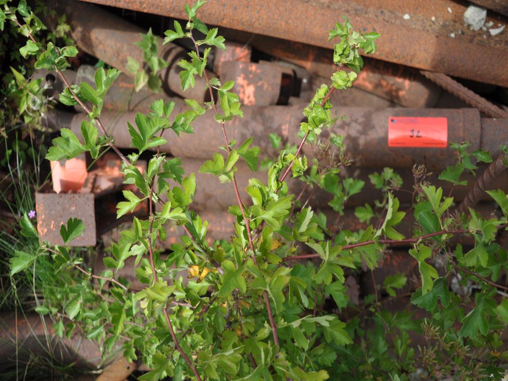 Sodobna, dobro vzdrževana gradbena vozila in vozila za gradbišča ter druga mehanska oprema iz sektorja gradbeništva.-5