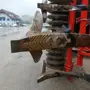 thumbnail-Zinkengrubber CULTIMER L500RT zur Stoppelbearbeitung -21