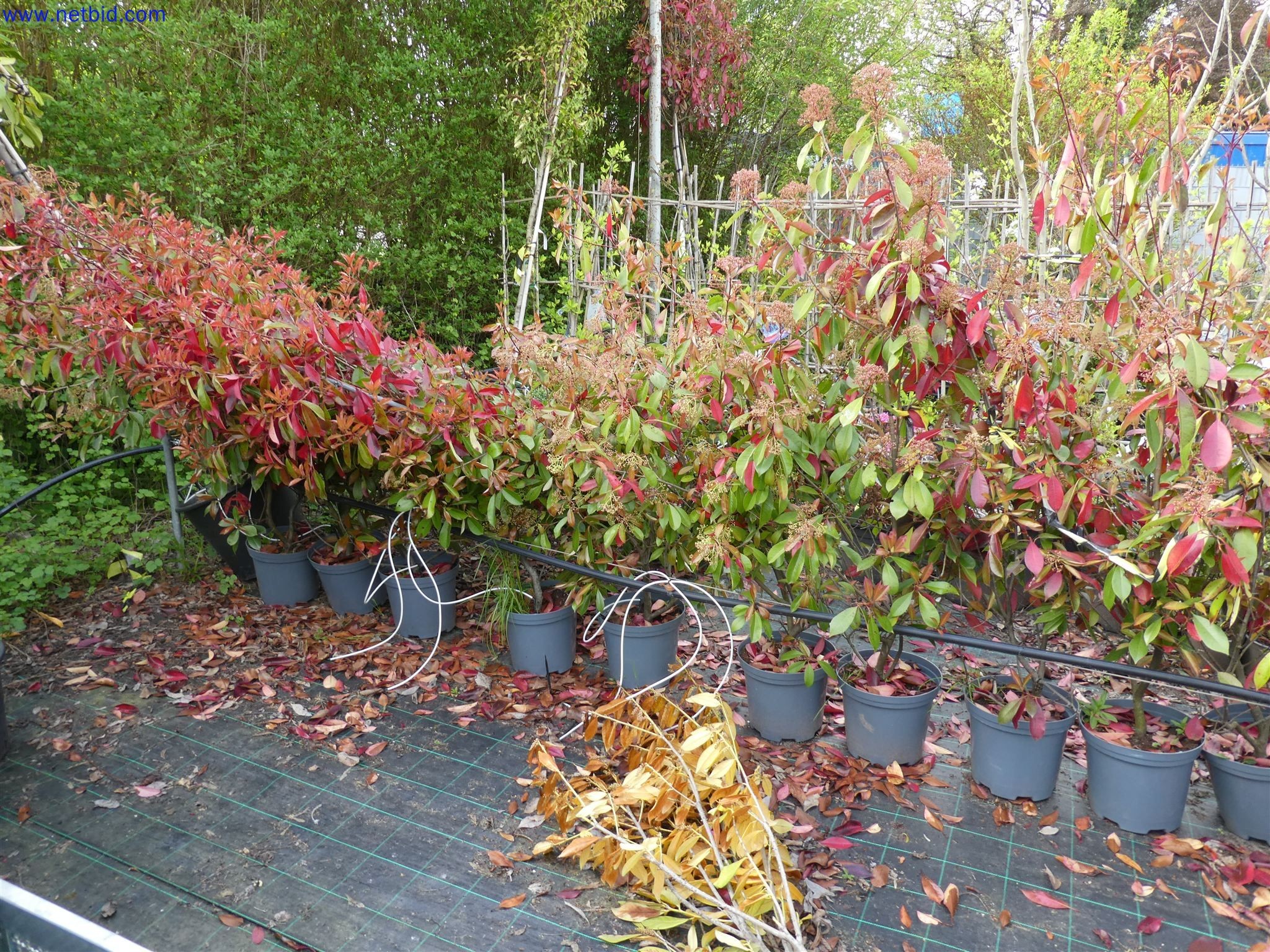 Machines de jardinage, pelles, véhicules de chantier & machines forestières-10