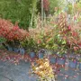 thumbnail-Machines de jardinage, pelles, véhicules de chantier & machines forestières-10