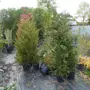 thumbnail-Machines de jardinage, pelles, véhicules de chantier & machines forestières-12