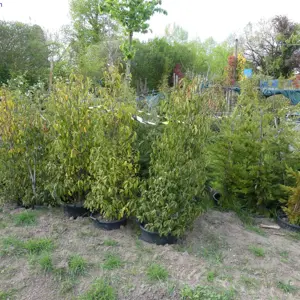 Poste plantes/arbustes/arbres