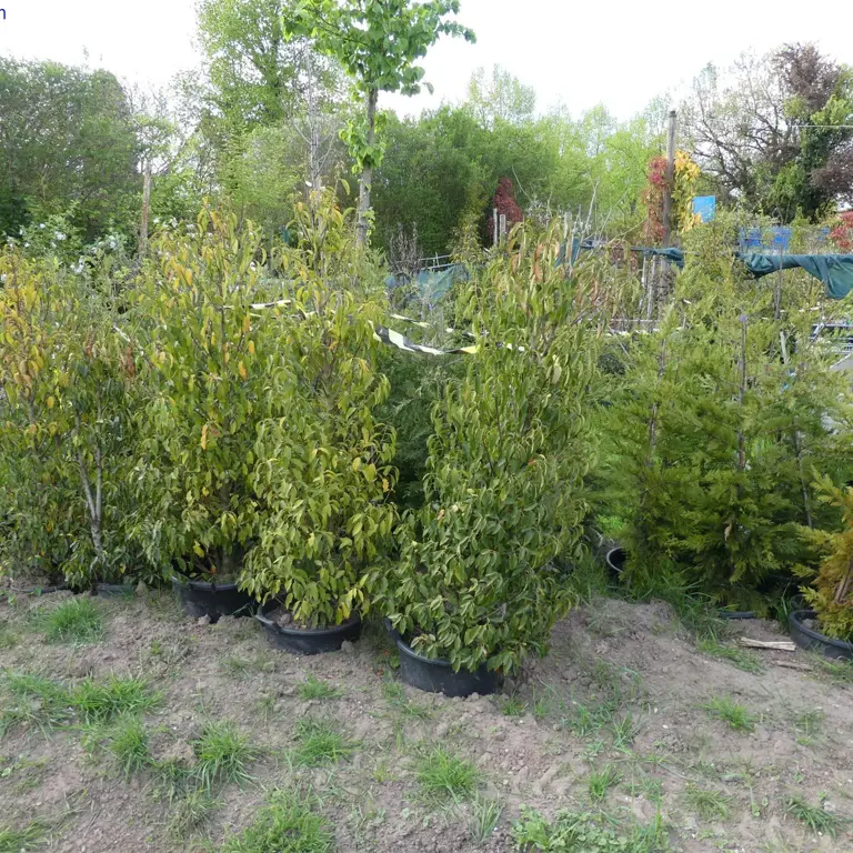 Poste plantes/arbustes/arbres