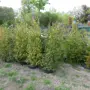 thumbnail-Machines de jardinage, pelles, véhicules de chantier & machines forestières-1