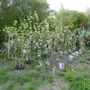 thumbnail-Machines de jardinage, pelles, véhicules de chantier & machines forestières-2