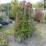 thumbnail-Machines de jardinage, pelles, véhicules de chantier & machines forestières-5