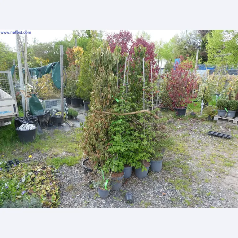 Máquinas para horticultura, escavadoras, veículos de construção e máquinas florestais-5