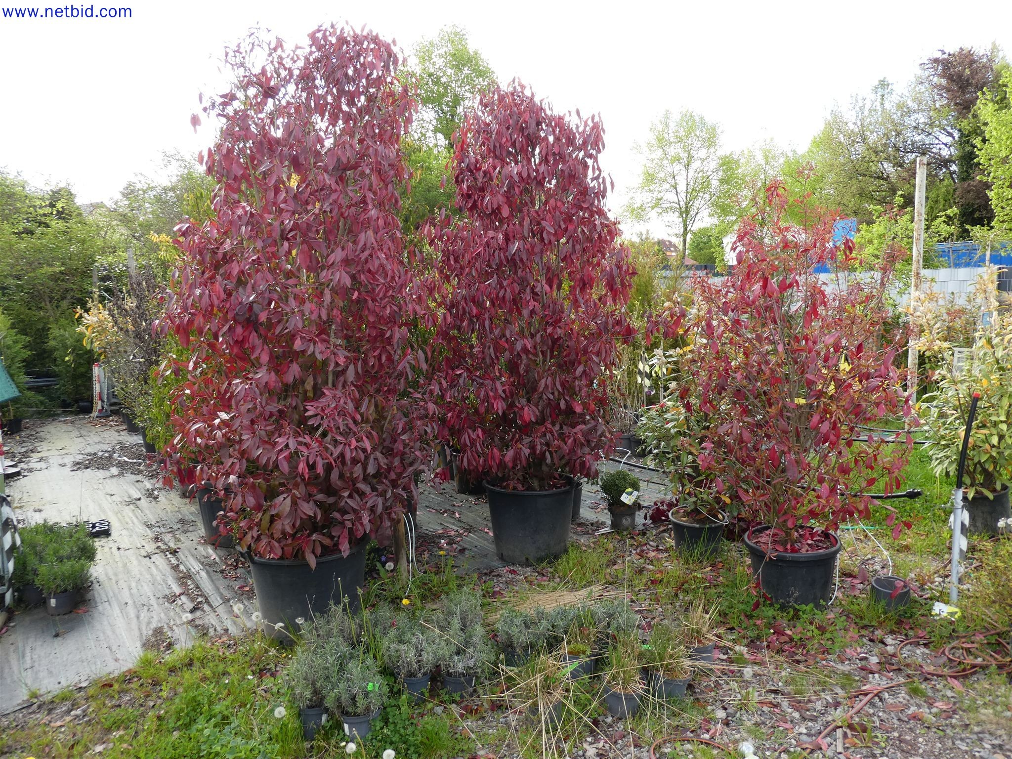 Machines de jardinage, pelles, véhicules de chantier & machines forestières-6