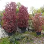 thumbnail-Machines de jardinage, pelles, véhicules de chantier & machines forestières-6