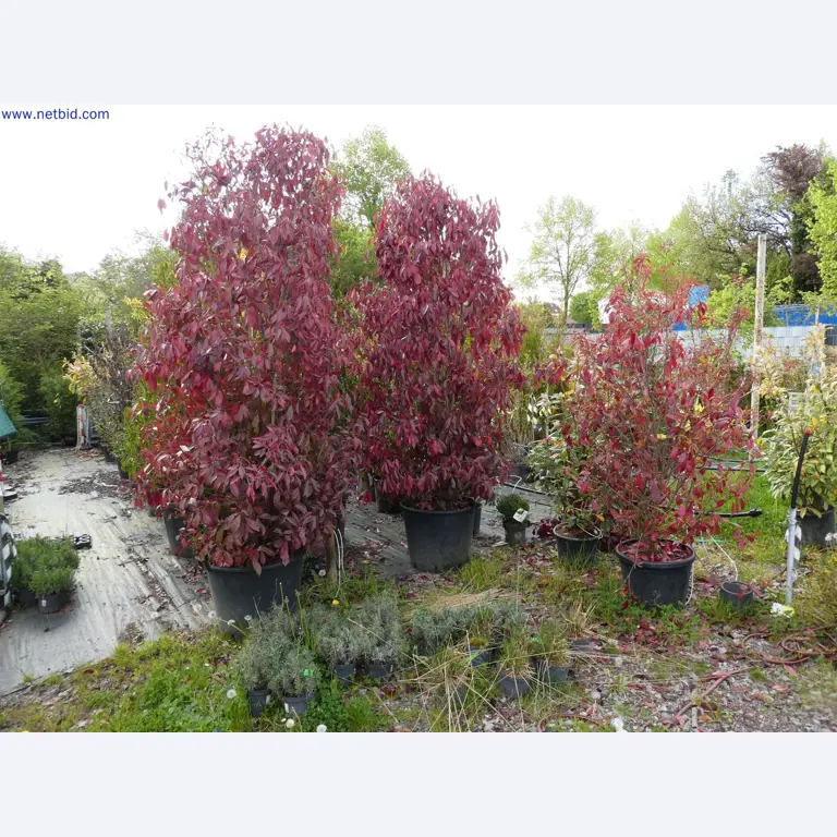 Máquinas para horticultura, escavadoras, veículos de construção e máquinas florestais-6