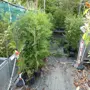 thumbnail-Machines de jardinage, pelles, véhicules de chantier & machines forestières-8