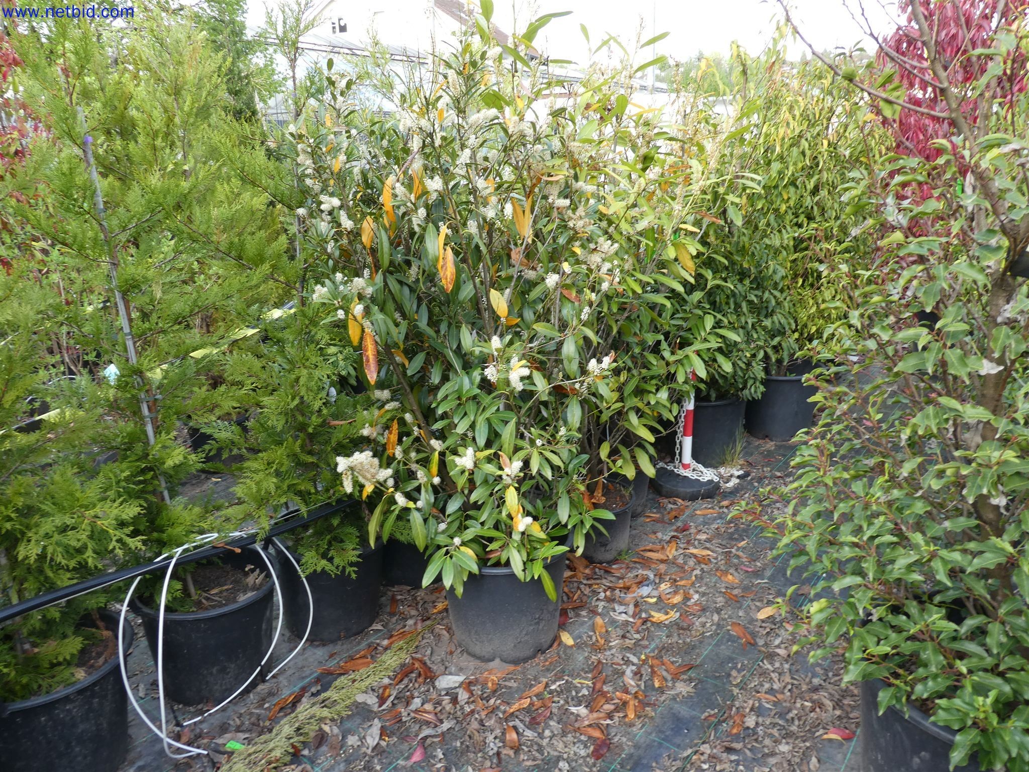 Machines de jardinage, pelles, véhicules de chantier & machines forestières-9