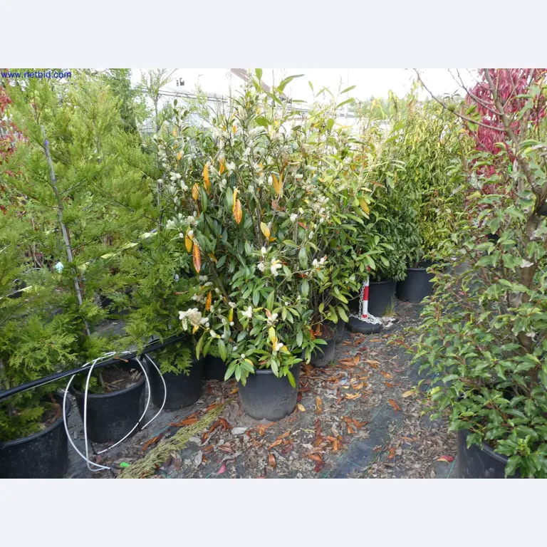 Máquinas para horticultura, escavadoras, veículos de construção e máquinas florestais-9