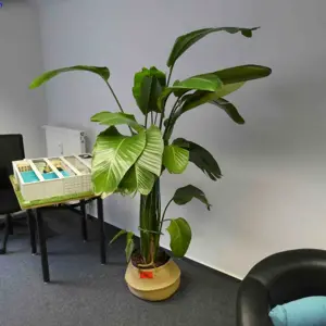 Houseplant
