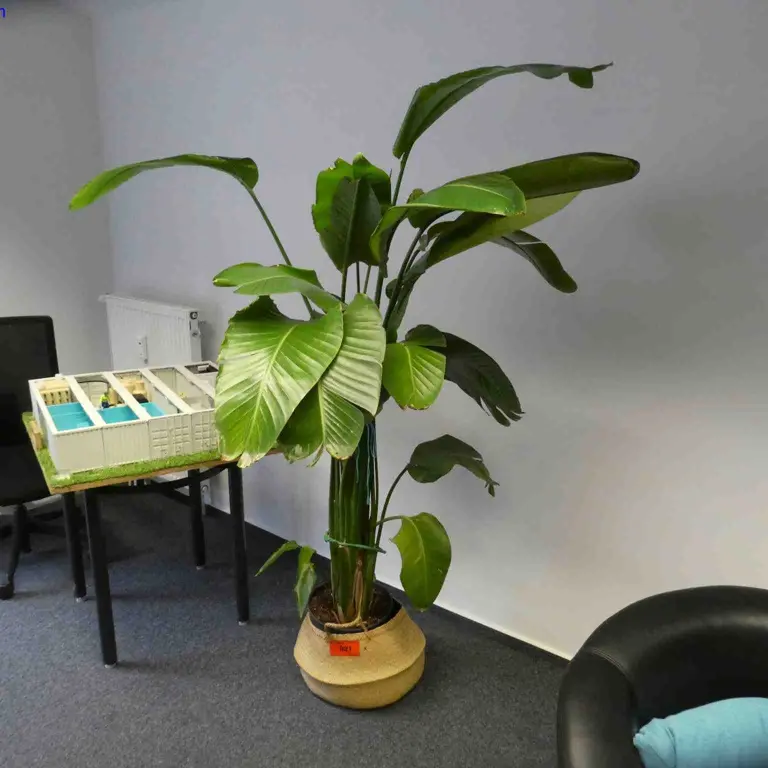 Houseplant