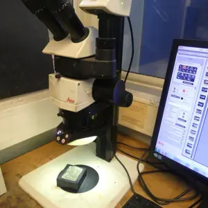Stereo microscope Leica